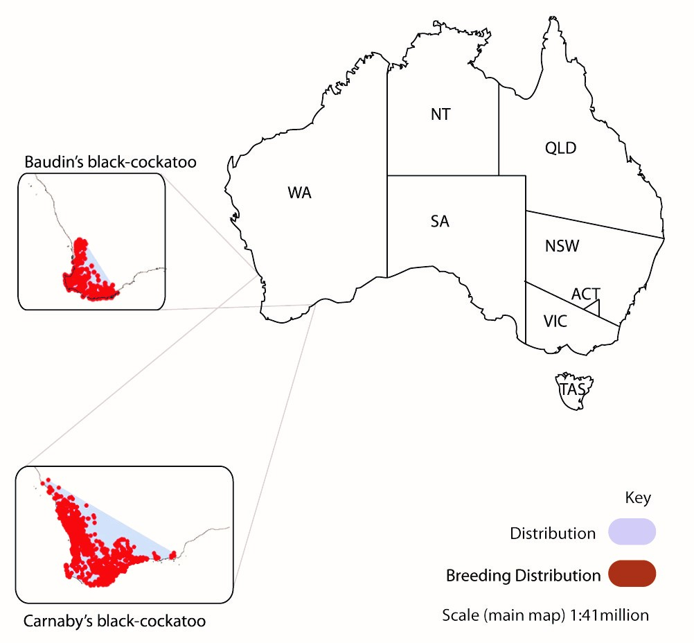 Distribution of Baudin's and Carnaby's black-cockatoos