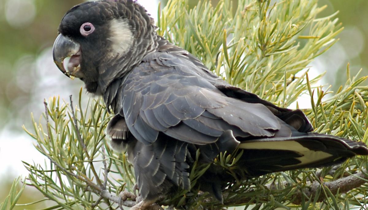 Baudin's cockatoo